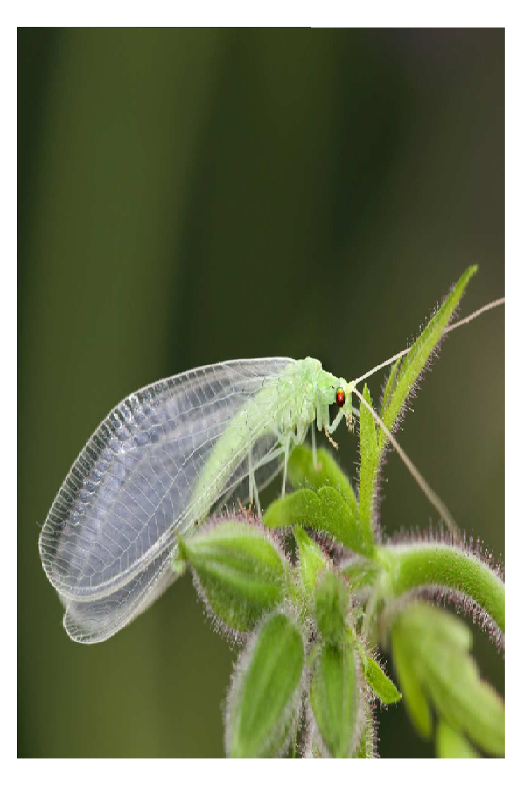 Chrysoperala zastrowi sillemi 